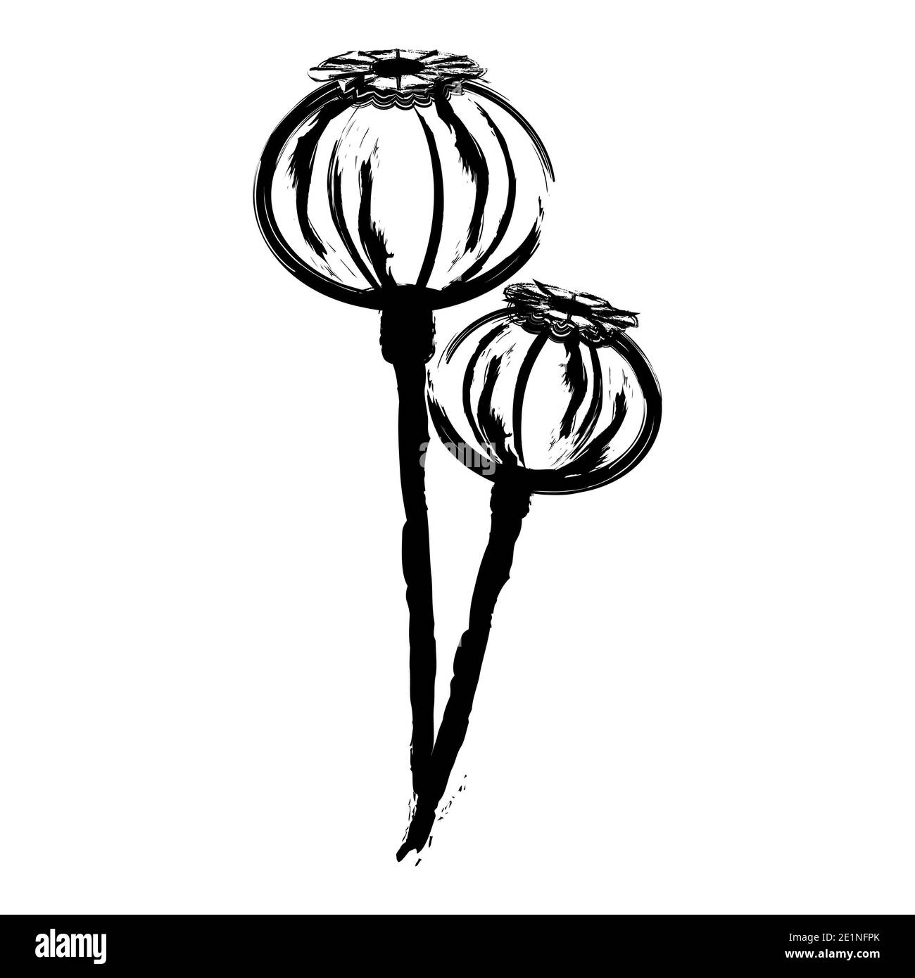 Monochrome sketch of poppy sprigs with seed pods. Black watercolor drawing of poppy heads isolated on white background. Illustration of poppy bolls cl Stock Photo