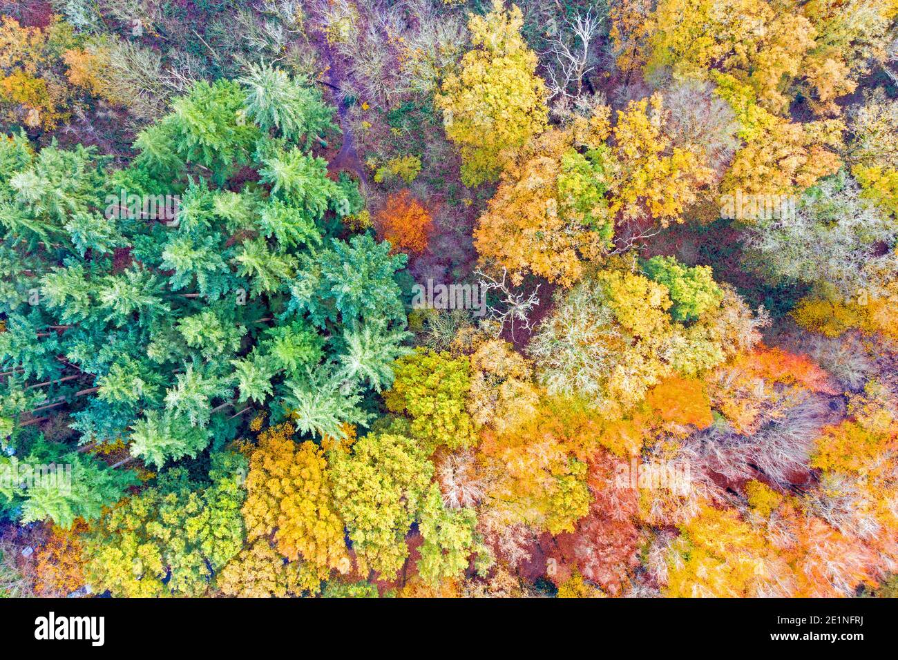 Aerial topshot trees in forest hi-res stock photography and images - Alamy