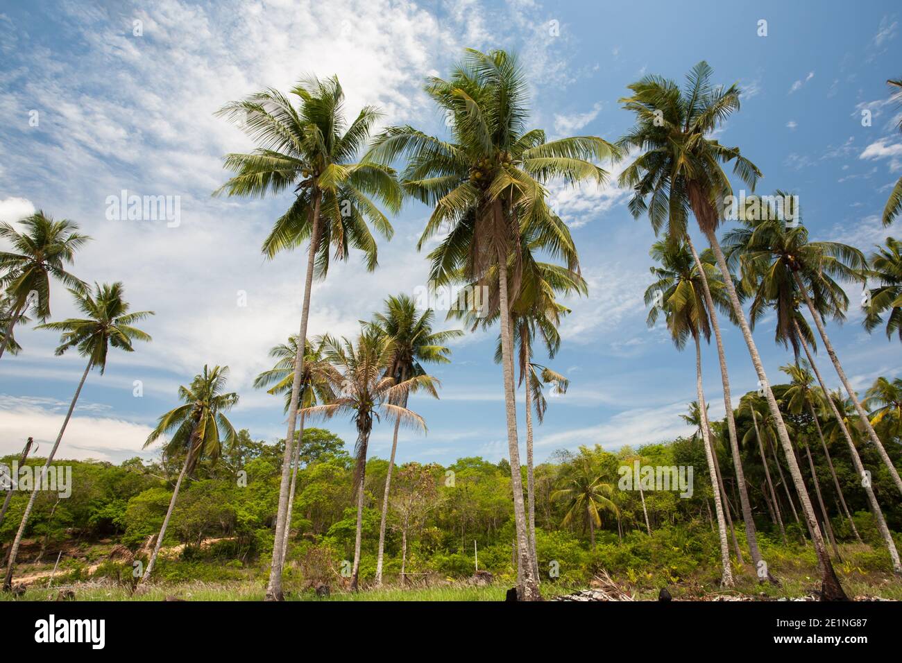 Coconut tree on beach in tropicana country aginst sky Stock Photo - Alamy