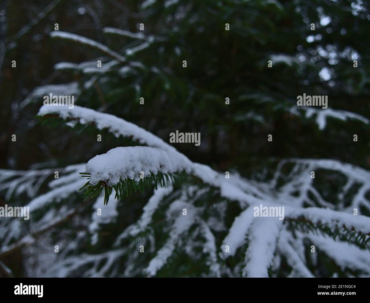 Closeup view of the branch of a coniferous fir tree with green colored sharp needles covered by snow in a forest near Gruibingen, Swabian Alb, Germany. Stock Photo