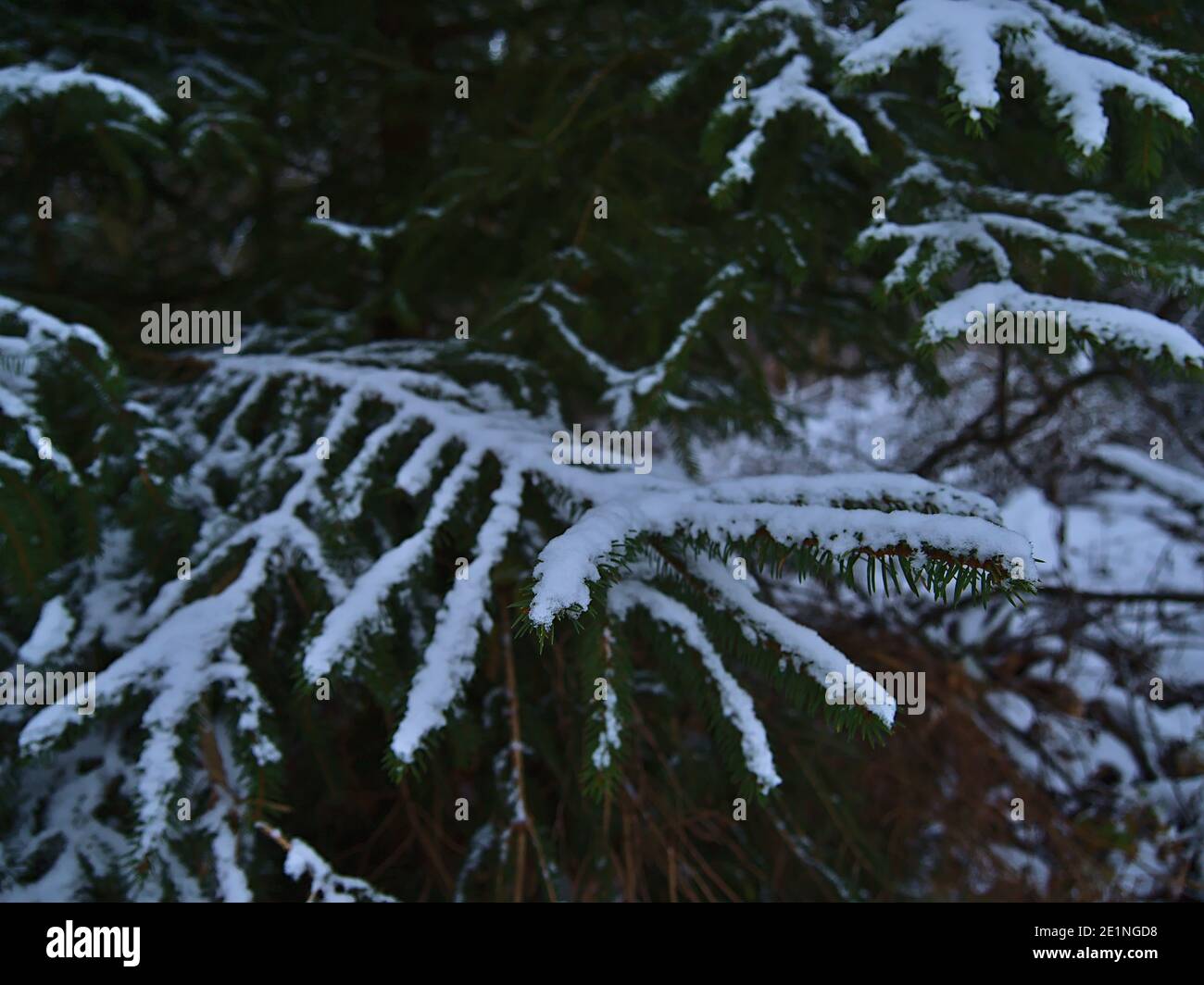 Closeup view of the branch of a fir tree with green colored sharp needles covered by snow in a forest near Gruibingen, Swabian Alb, Germany. Stock Photo