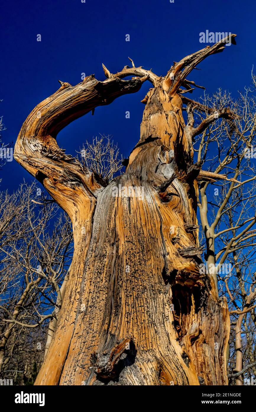 Dead conifer tree along Wheeler Peak Scenic Trail in Great Basin National Park, Nevada, USA
