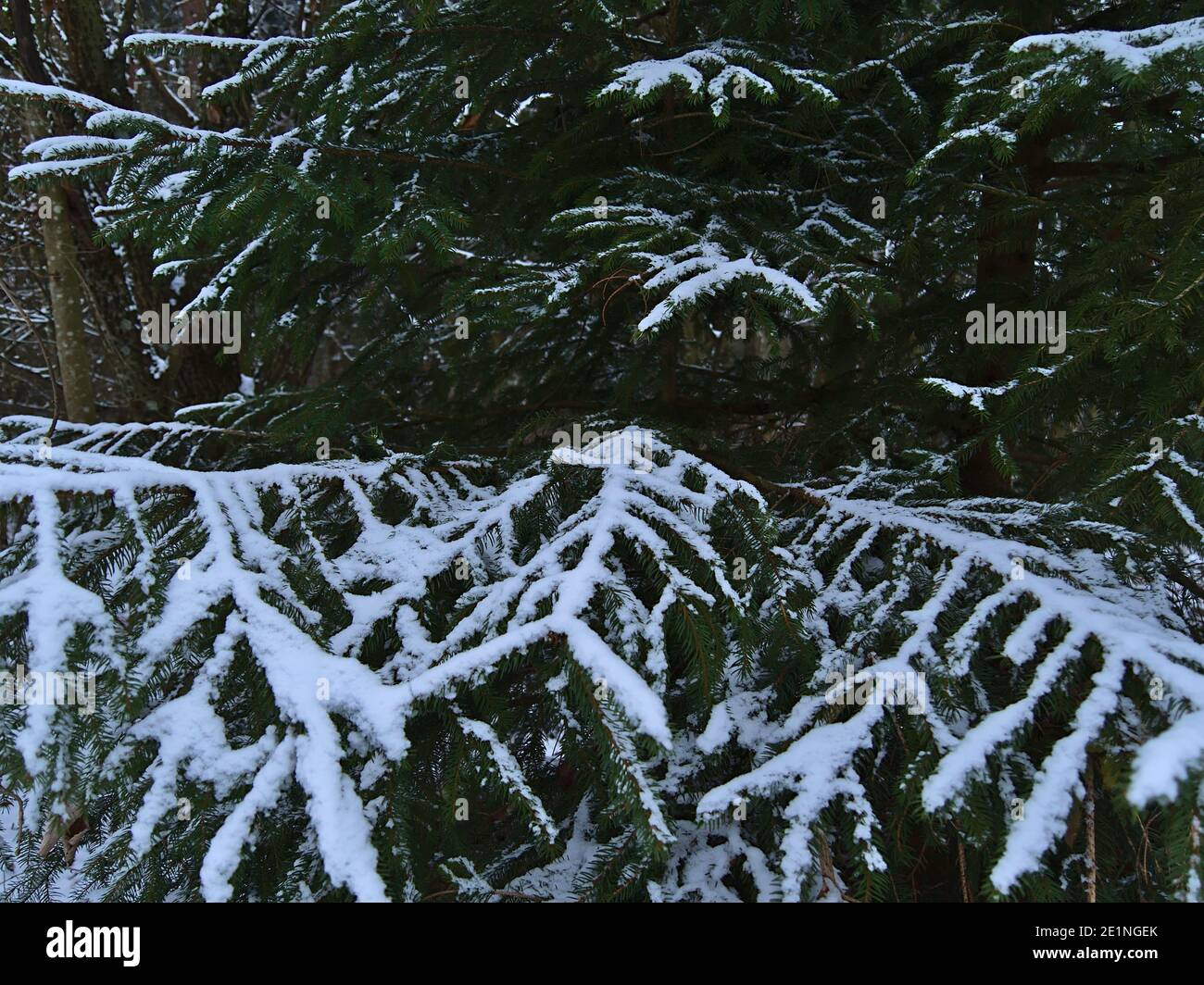 Closeup view of coniferous fir tree with branches and green colored sharp needles covered by snow in a forest near Gruibingen, Swabian Alb, Germany. Stock Photo