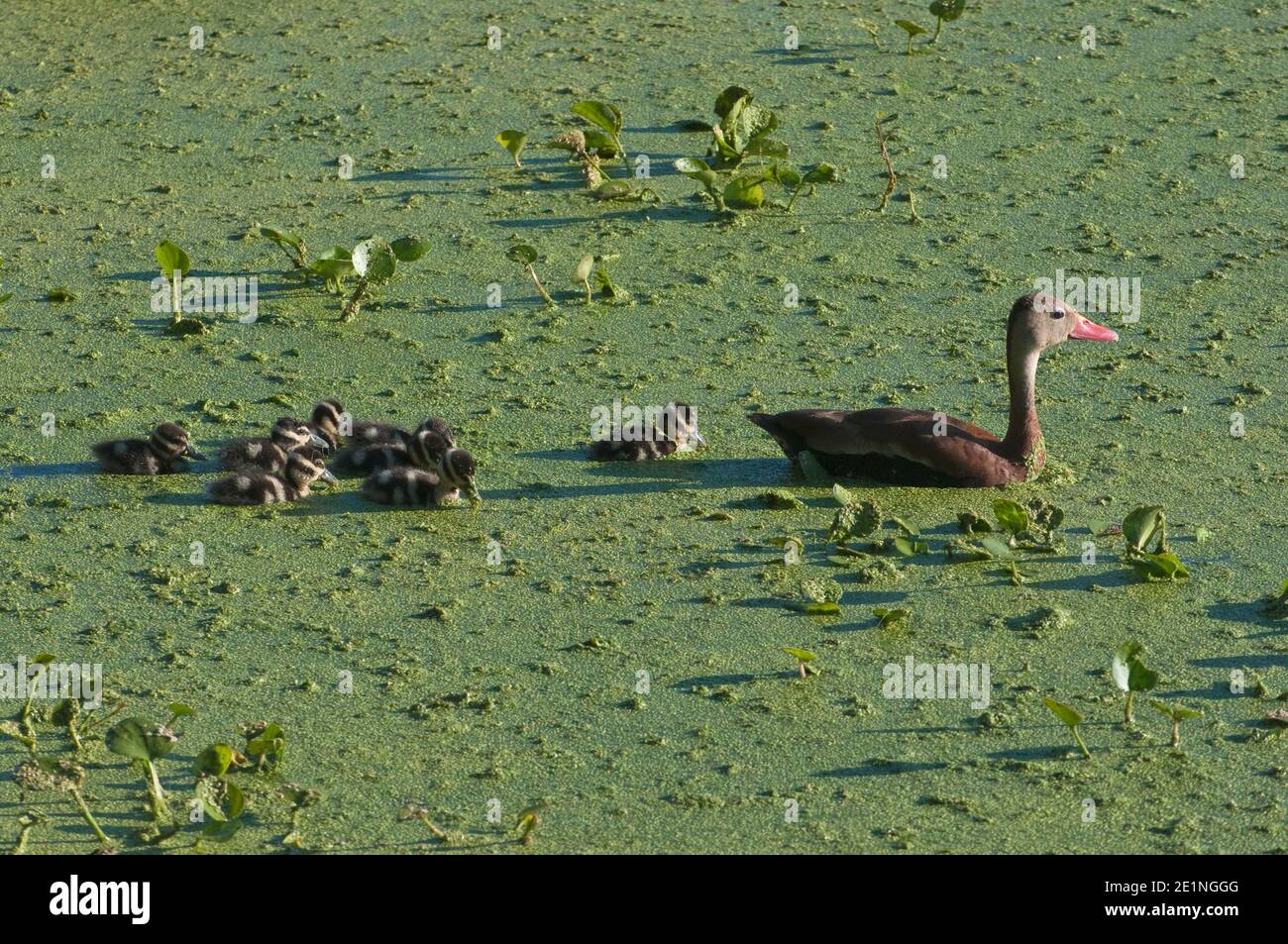Black bellied whistling duck (Dendrocygna autumnalis) adult and chicks at Elm Lake covered with lemna in Brazos Bend State Park near Houston, Texas Stock Photo