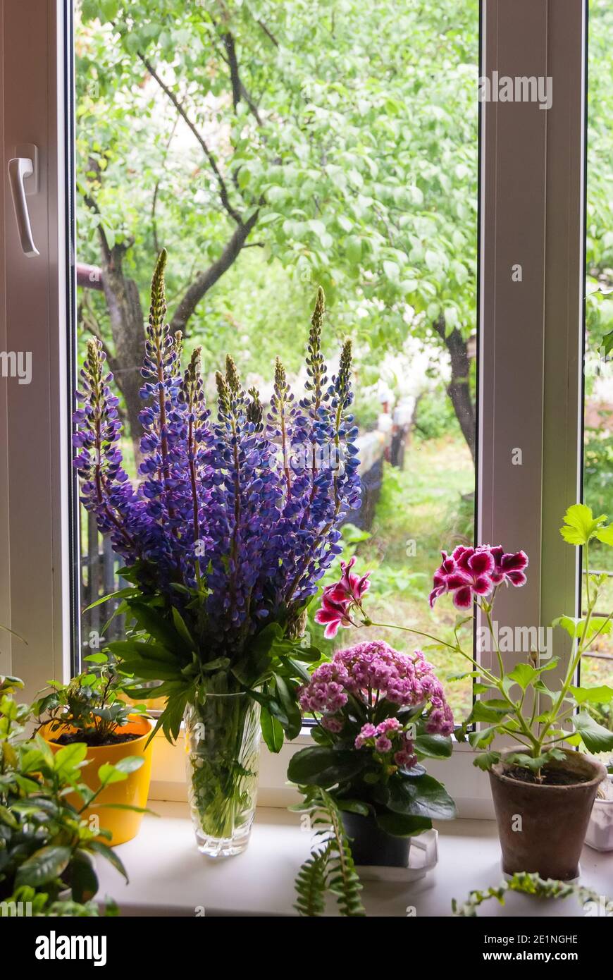 Spring flowers on the windowsill with garden background Stock Photo Alamy