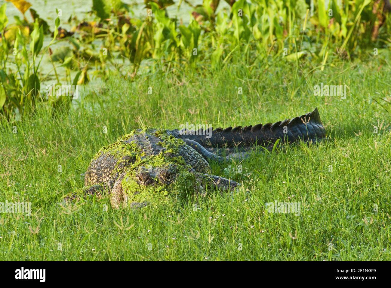 American alligator covered with duckweeds (lemna) at Elm Lake in Brazos Bend State Park near Houston, Texas, USA Stock Photo