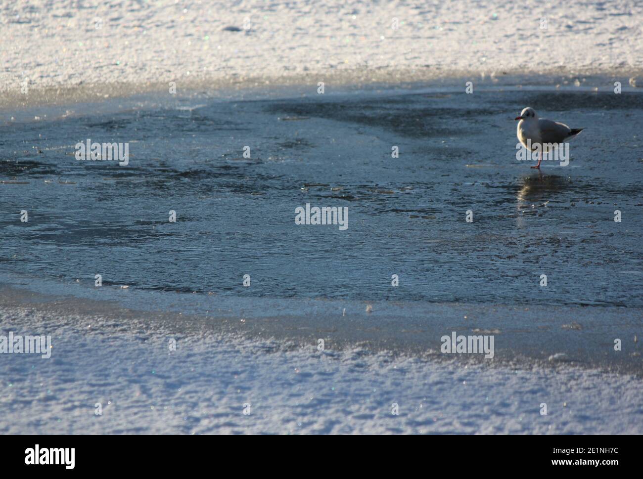 Solitary seagull standing on frozen freshwater lake. Public parks and public spaces during the winter season. Winter images of birds. Solitary seagull. Stock Photo