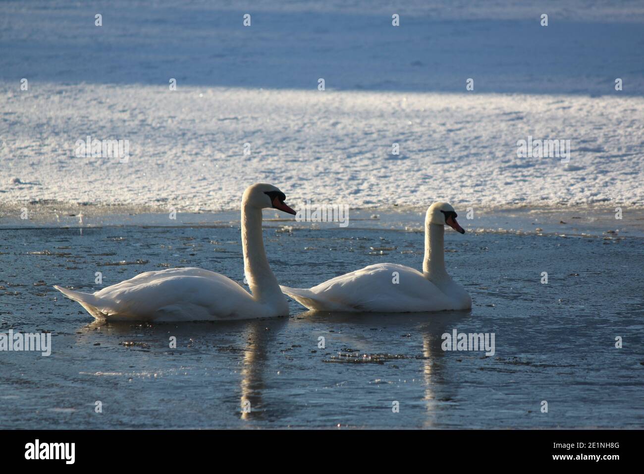 Two white swans swimming in a winter lake. Winter landscapes, winter parks in Scotland. Wildlife and winter time. Stock Photo