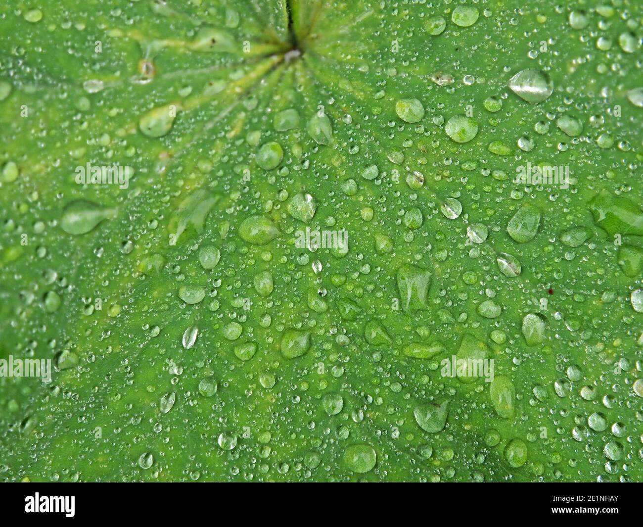 Water droplets held by soft hairs on the leaf of Alchemilla vulgaris, common lady's mantle (Nine Hooks/ Bear’s Foot/ Lion’s Foot) in Cumbria, England, Stock Photo