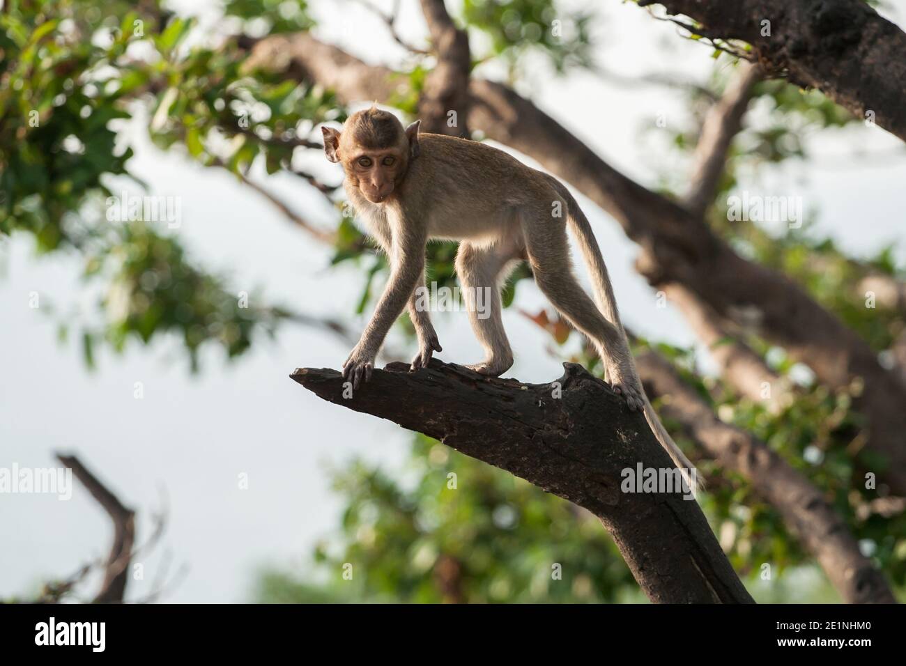 Brown color monkey standing Stock Photo - Alamy
