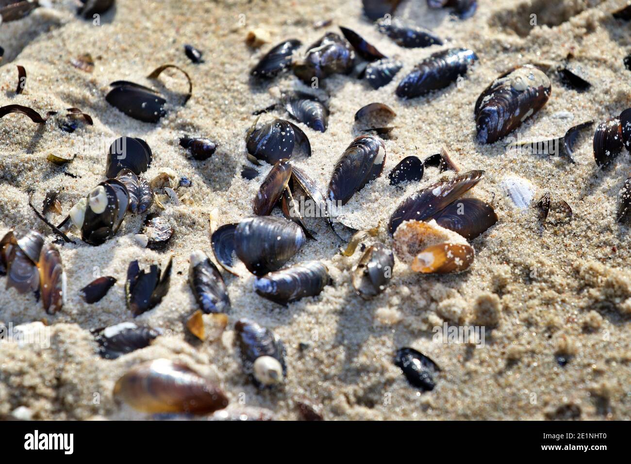 mussel shells on sandy beach Stock Photo