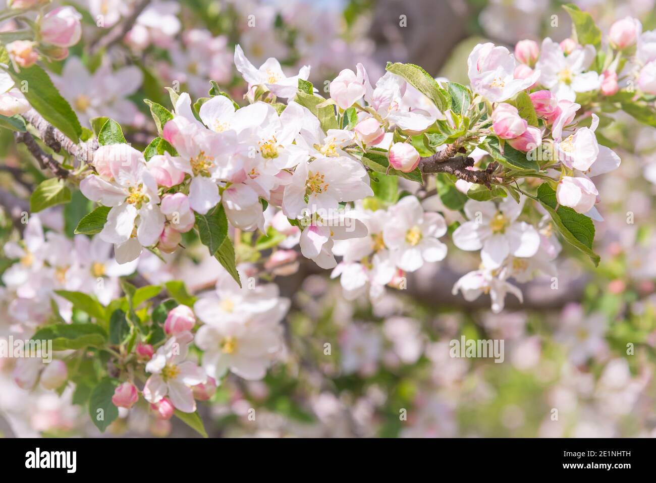 Apple tree in bloom sunny hi-res stock photography and images - Alamy