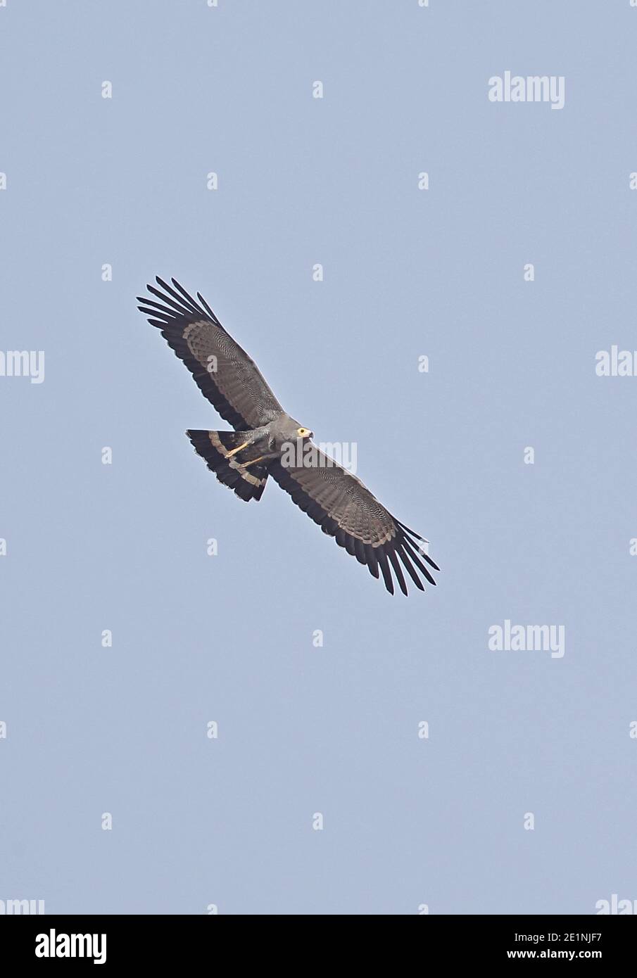 African harrier hawk polyboroides typus adult hi-res stock photography ...
