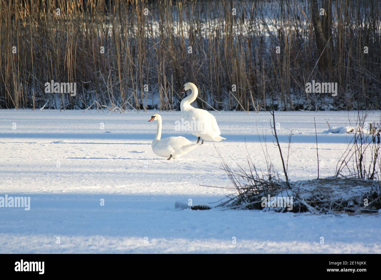Two white swans sitting on a frozen lake covered with snow. Winter landscapes and wild birds in nature. Frozen lakes and landscapes in Scotland. Stock Photo