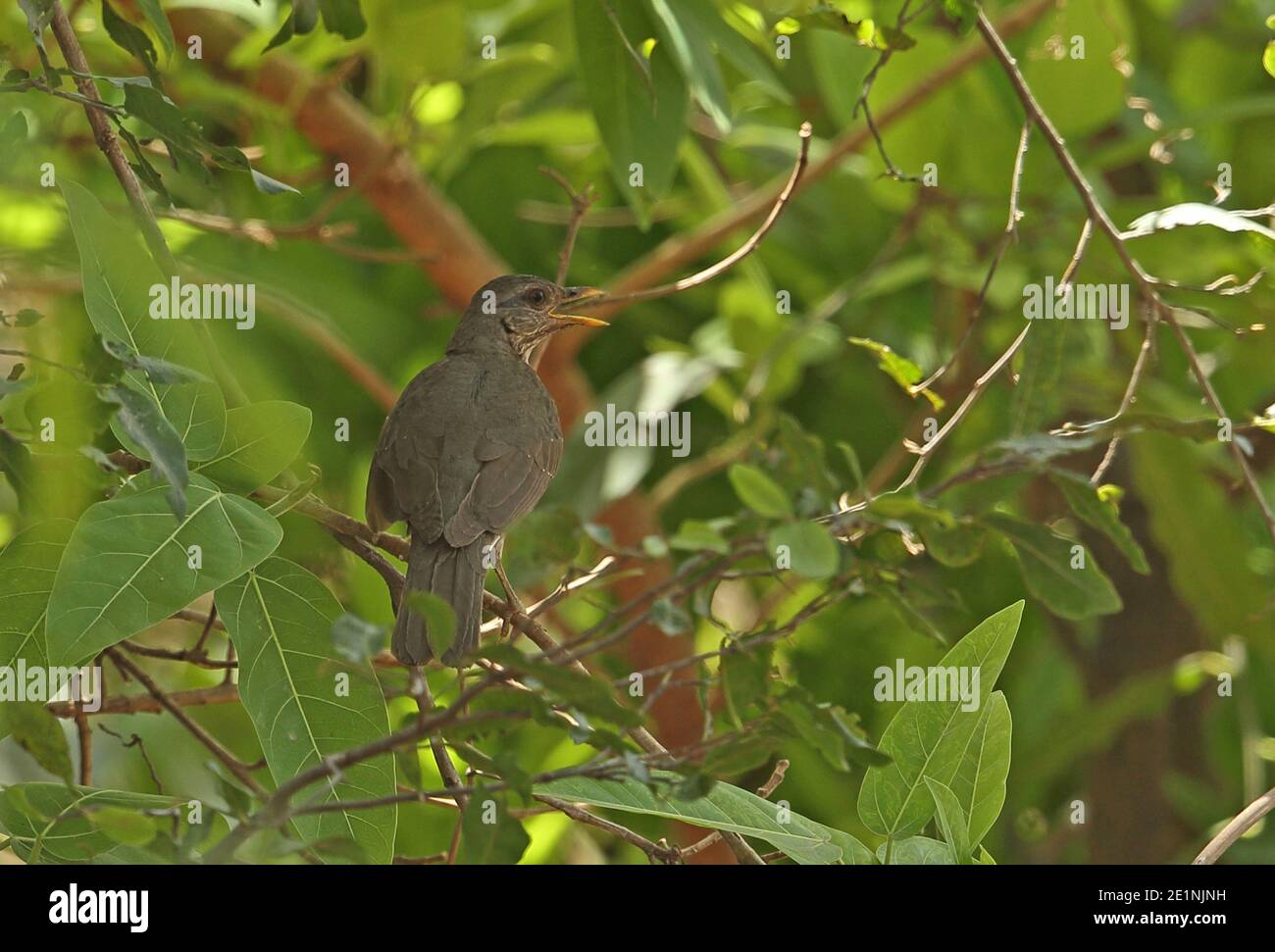 African Thrush (Turdus pelios chiguancoides) adult panting in bush during heat of day  Mole NP, Ghana                     February Stock Photo