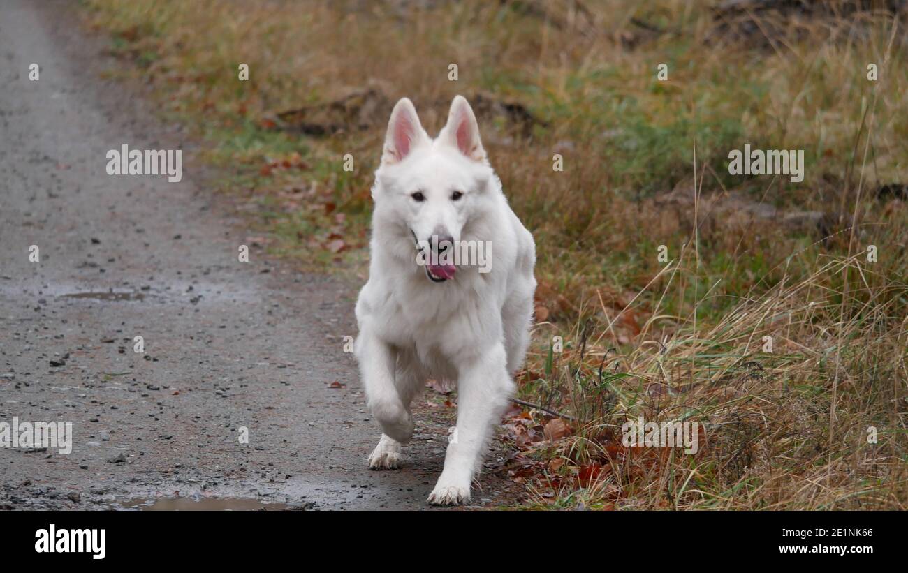 White shepherd dog (Berger Blanc Suisse) in the forest runs dynamically towards the viewer Stock Photo