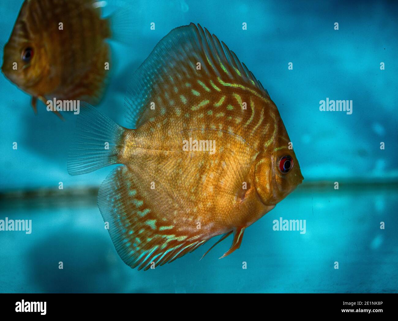 Discus fish colorful hi-res stock photography and images - Page 2 - Alamy