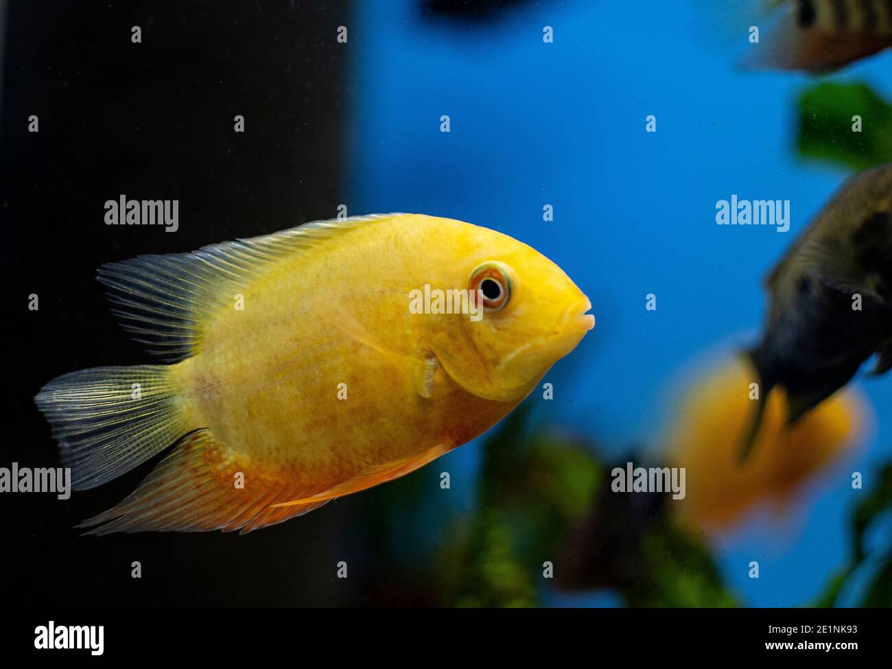 Cichlid fish heros severus swimming in tropical aquarium. Stock Photo