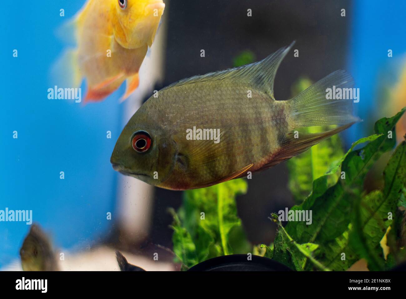 Cichlid fish heros severus swimming in tropical aquarium. Stock Photo