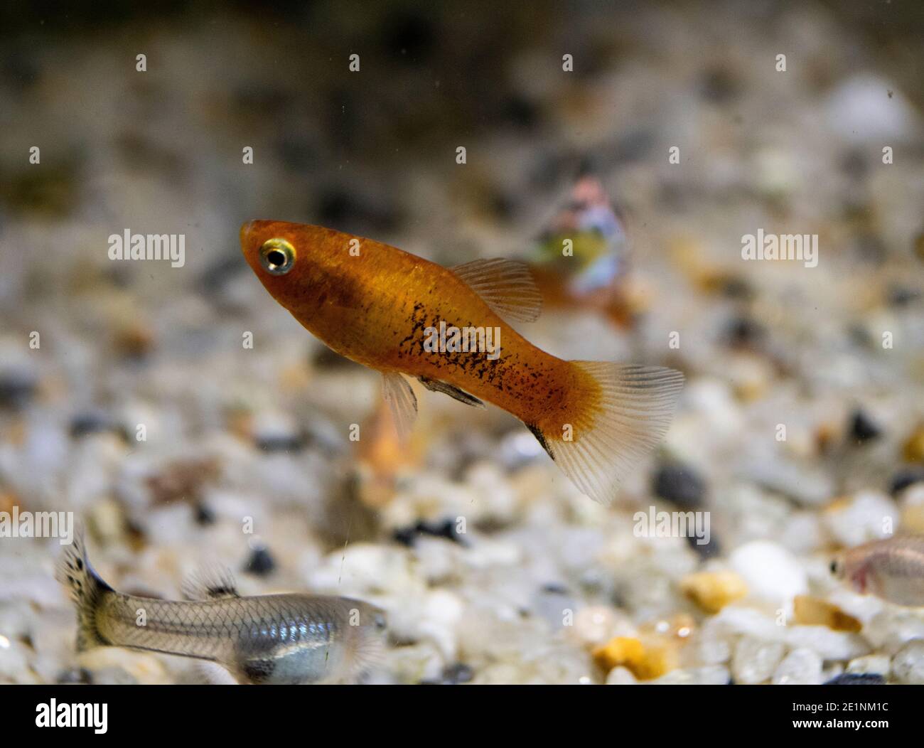 Platy (Xiphophorus maculatus) in freshwater aquarium Stock Photo