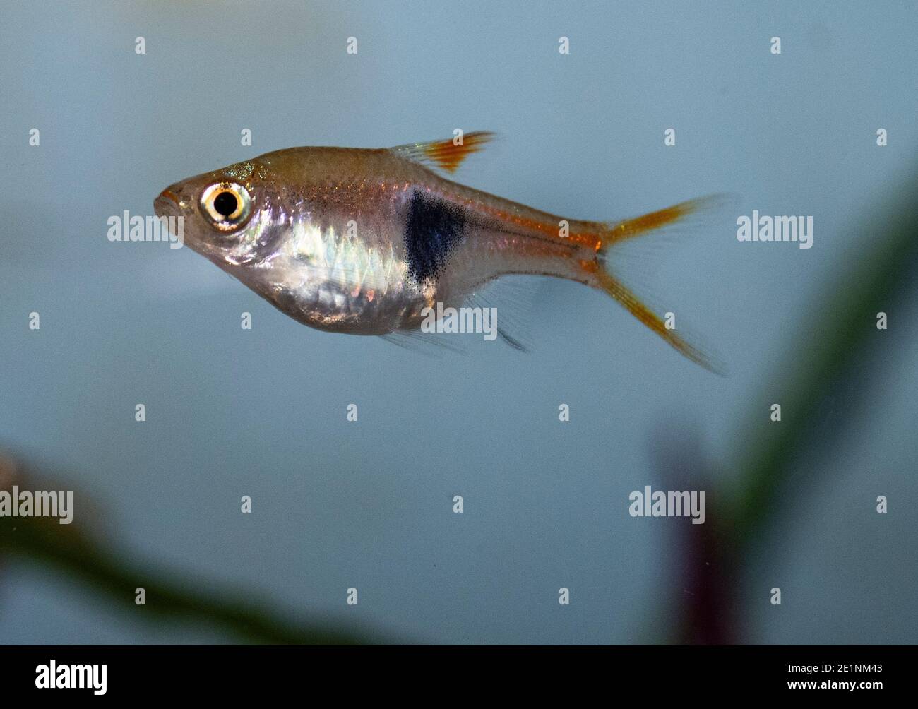 Fish rasbora heteromorph in freshwater aquarium Stock Photo