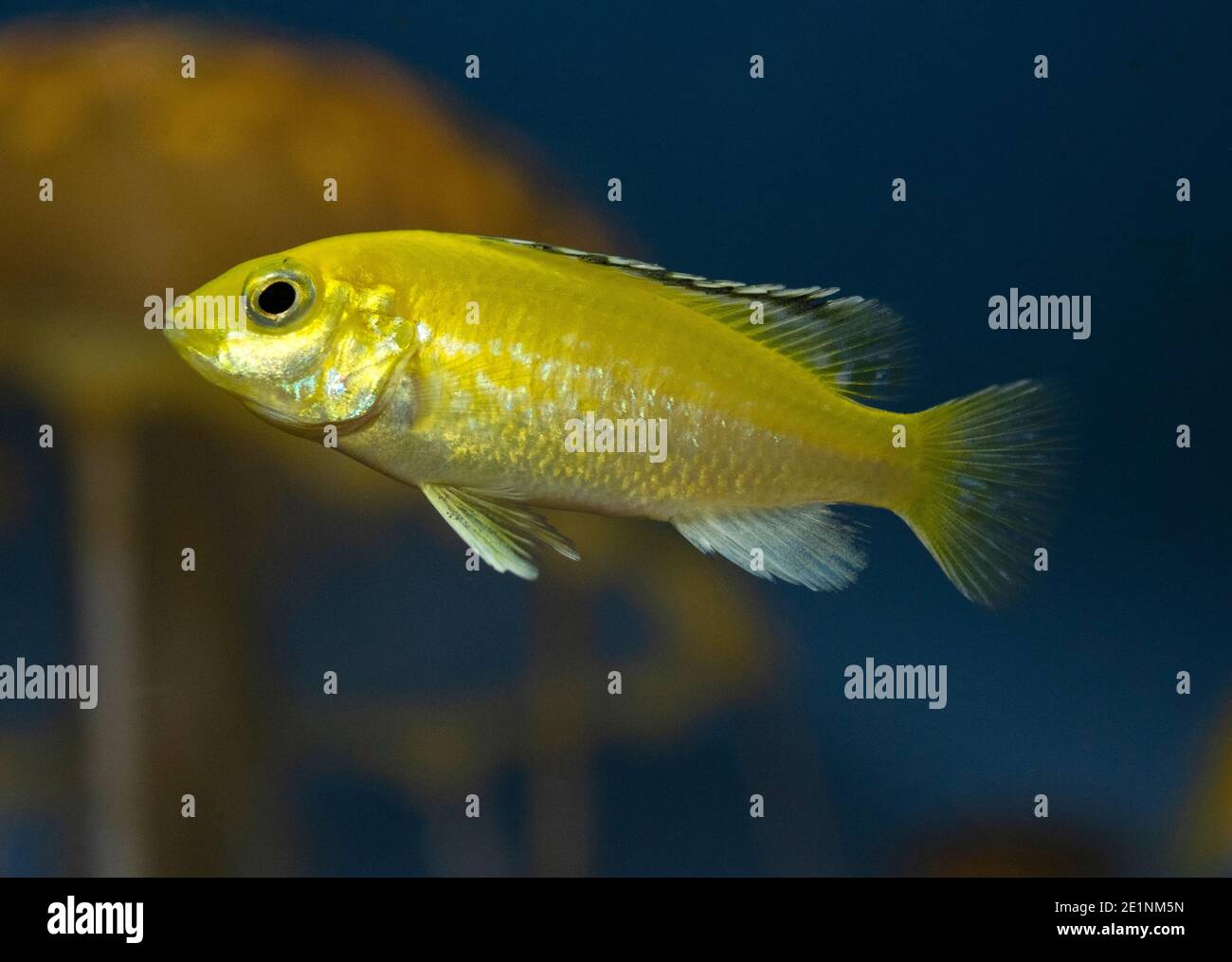 Yellow juvenile fish, cichlid Labidochromis caeruleus in the tropical aquarium. Stock Photo