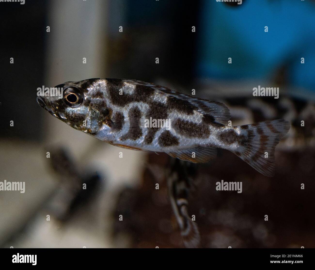 Livingston's Cichlid (Nimbochromis livingstonii) juvenile in tropical aquarium. Stock Photo
