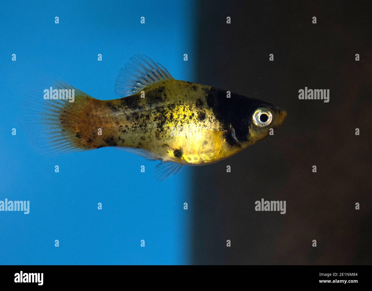 Platy (Xiphophorus maculatus) in freshwater aquarium Stock Photo
