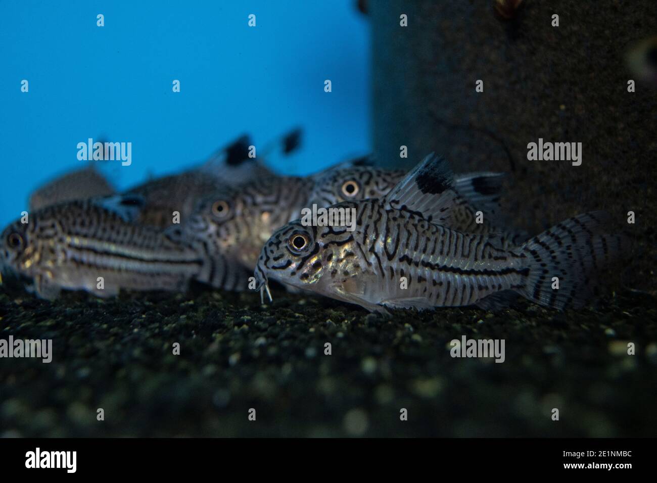 Fish Leopard Cory Corydoras trilineatus catfish swiming in freshwater aquarium Stock Photo