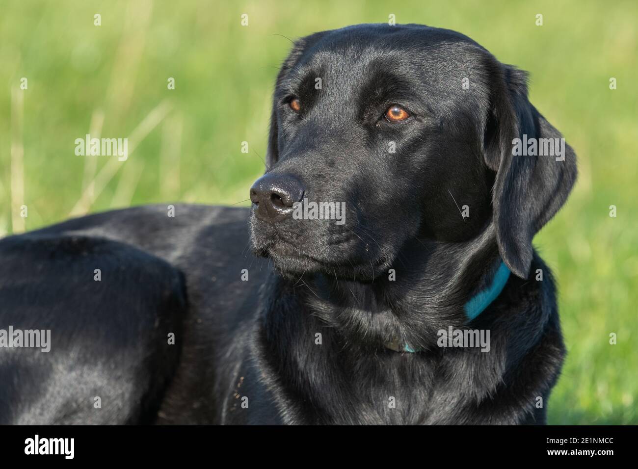 Close up portrait of a cute black Labrador laying on the grass Stock ...