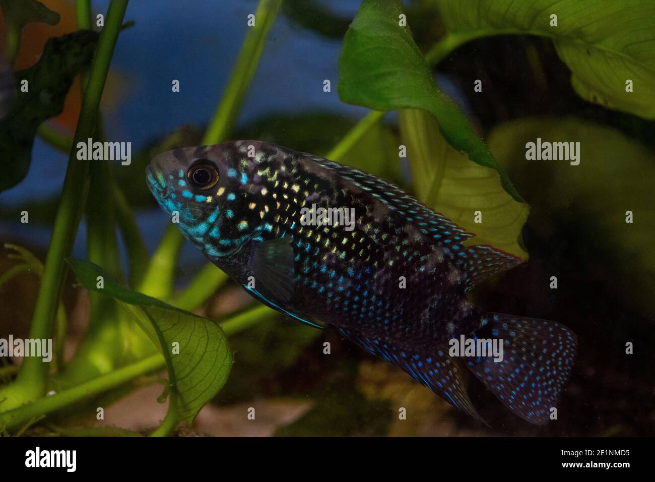 Jack Dempsey (Rocio octofasciata) cichlid fish in the aquarium Stock Photo