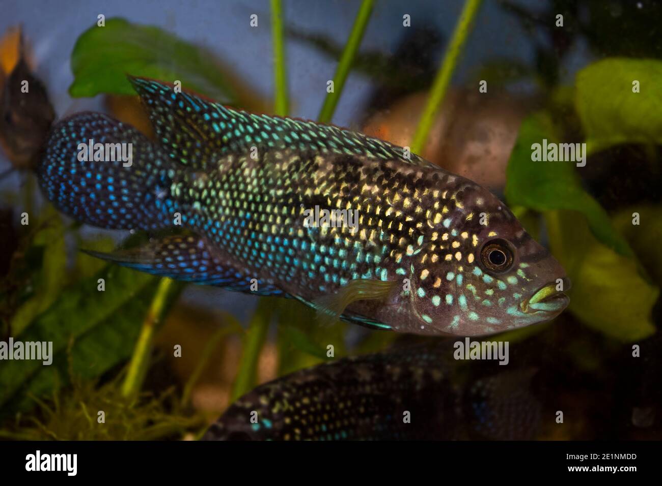 Jack Dempsey (Rocio octofasciata) cichlid fish in the aquarium Stock Photo