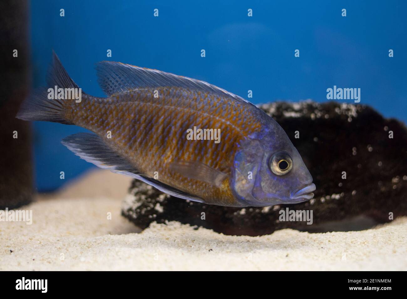 Fish Copadichromis borleyi Kadango (Kadango Red Fin, Haplochromis borleyi redfin) in freshwater aquarium. Stock Photo