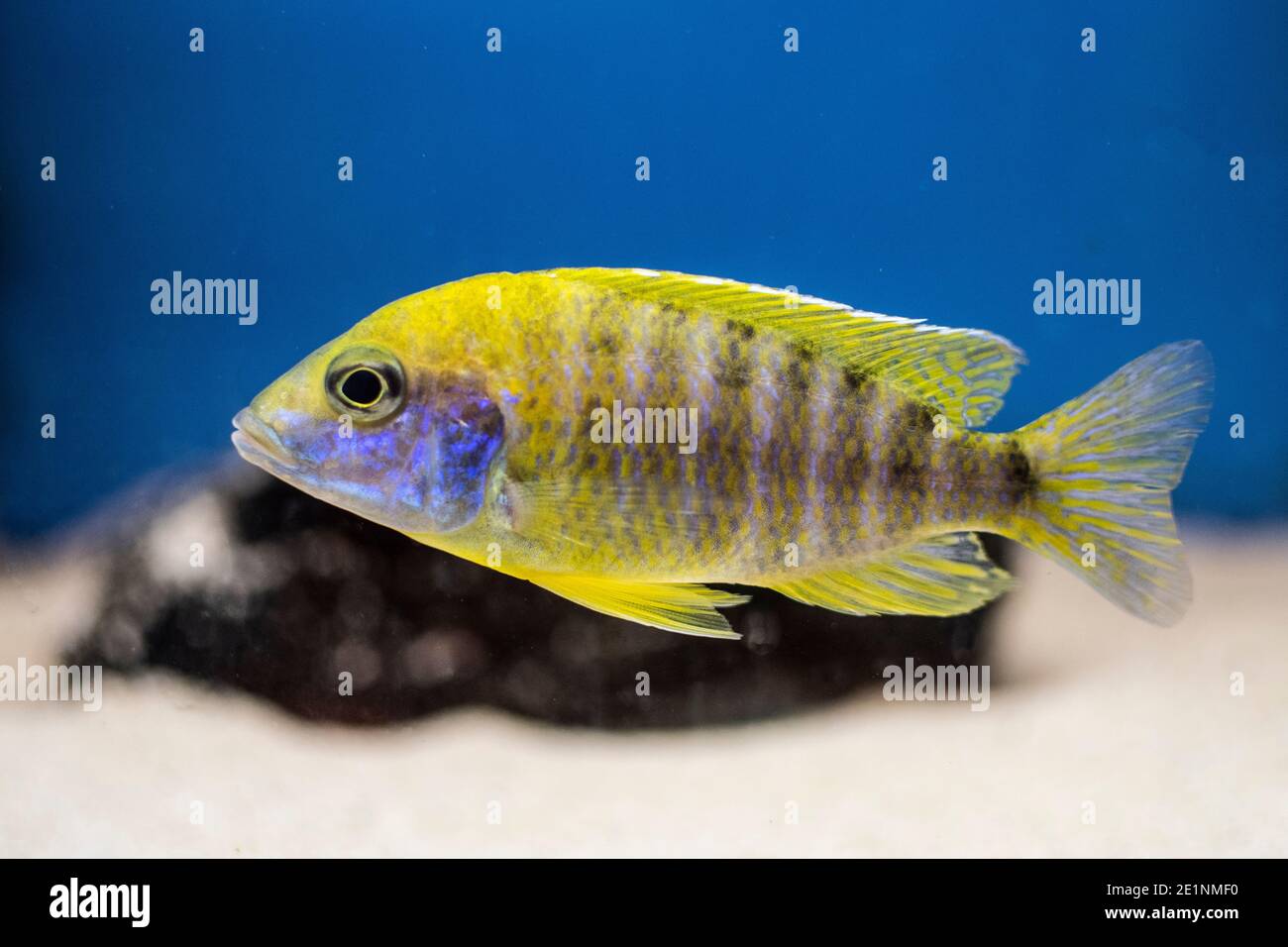 Fish the Yellow Peacock cichlid, Aulonocara baenschi from Lake Malawi in freshwater aquarium Stock Photo
