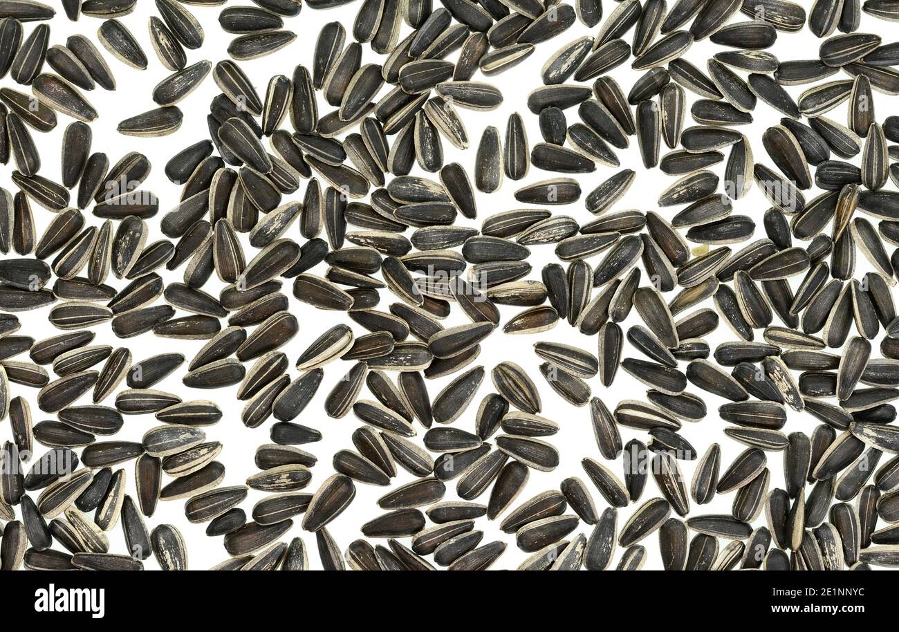 Unpeeled Sunflower seeds isolated on white background Stock Photo - Alamy