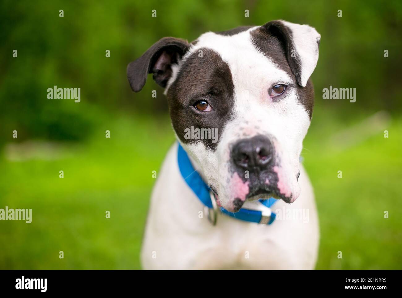 Dog eye patch hi-res stock photography and images - Alamy