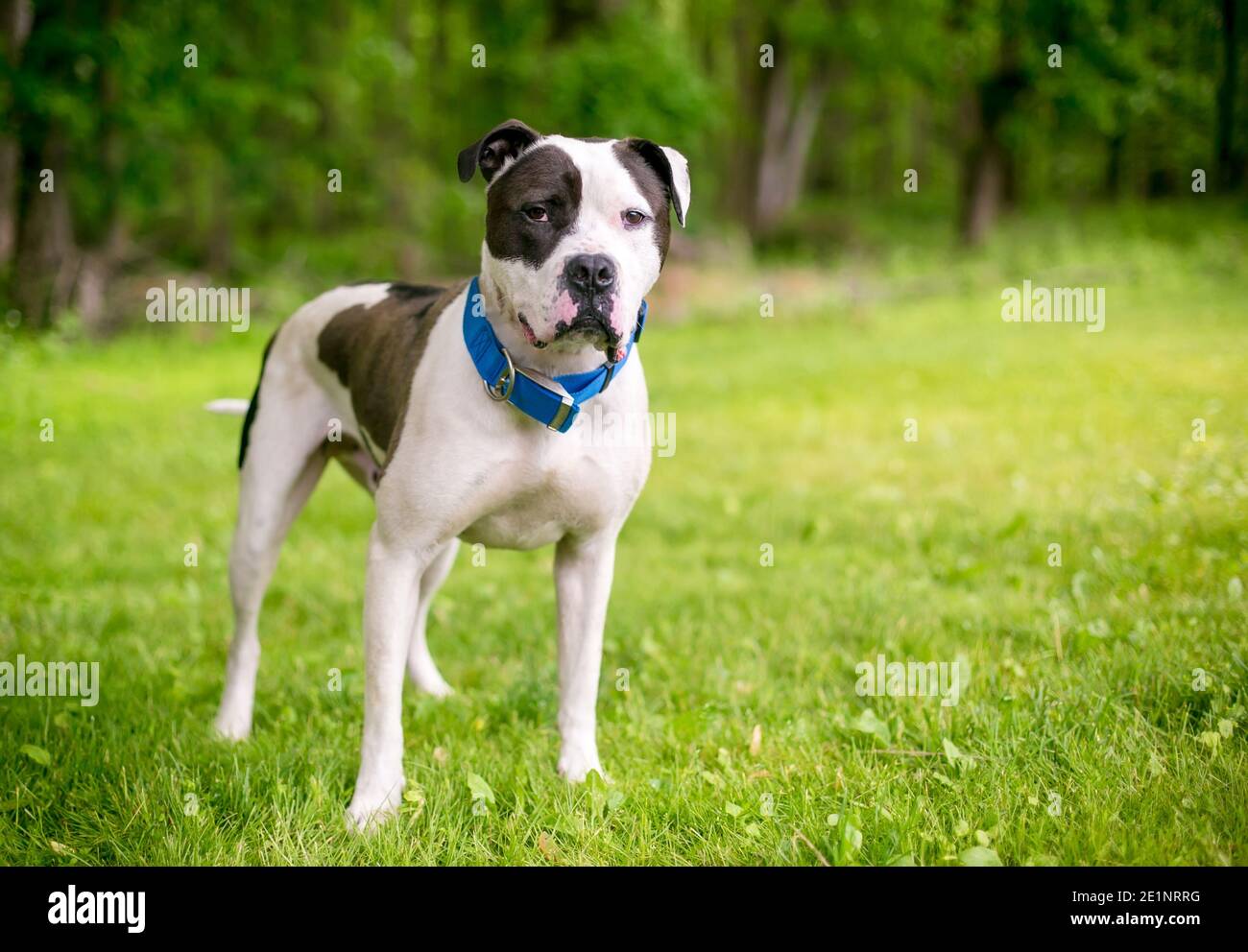 Pitbull American Bulldog Mix Puppies