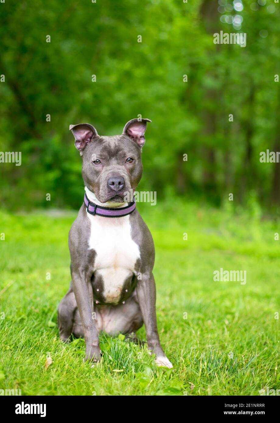 A gray and white Pit Bull Terrier mixed breed dog wearing a purple collar  sitting outdoors Stock Photo - Alamy