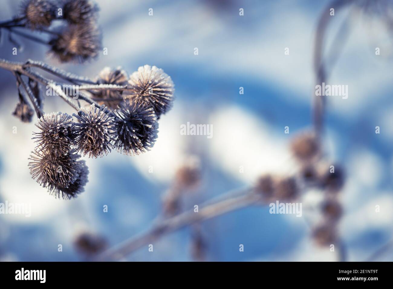 Dry thistles covered with frost on the background of blue snow. The natural background. The concept of icing, weather, precipitation and low temperatu Stock Photo