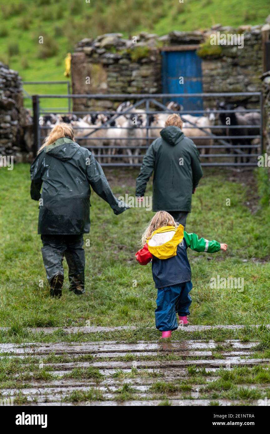 Family gathering sheep off the Howgill Fells in Cumbria, part of the 'Western Dales' in the Yorkshire Dales National Park, UK. Stock Photo
