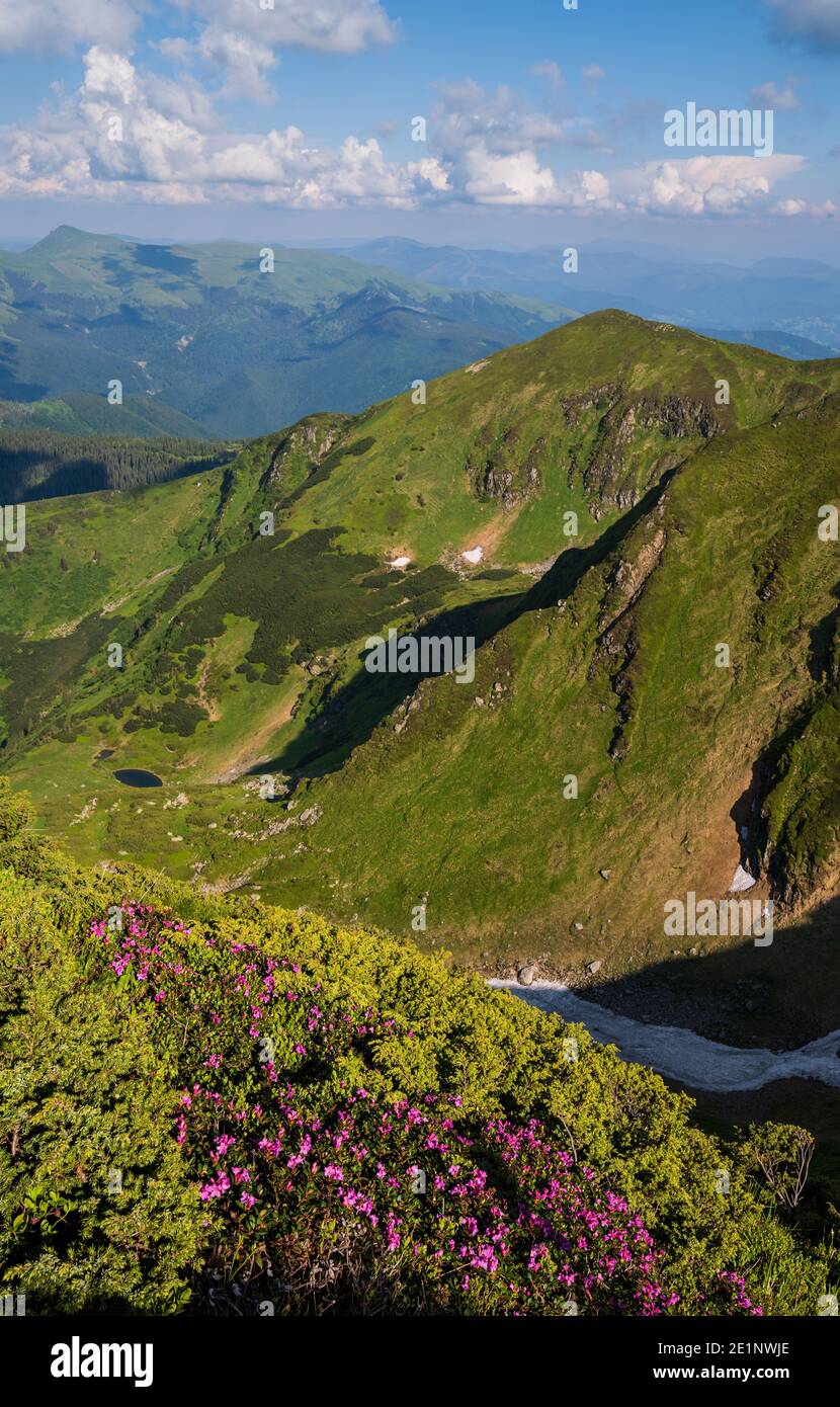 Alpine wild rose mountain hi-res stock photography and images - Alamy