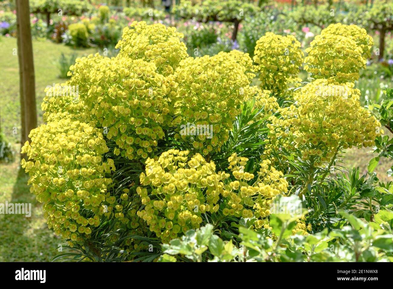 Mediterranean spurge / Euphorbia characias wulfenii in Monet's Garden in spring Stock Photo