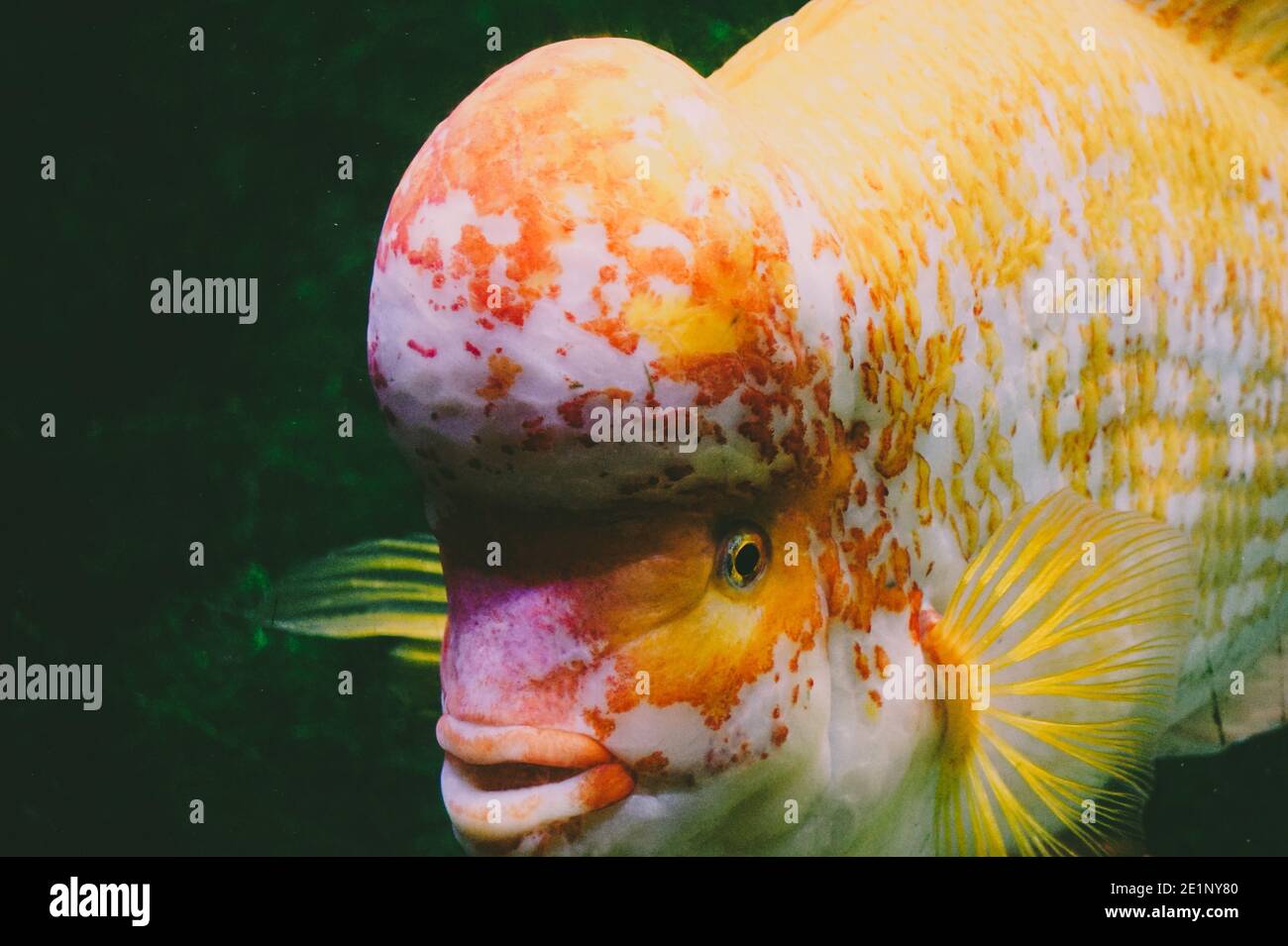 Amphilophus citrinellus - white and orange fish Stock Photo