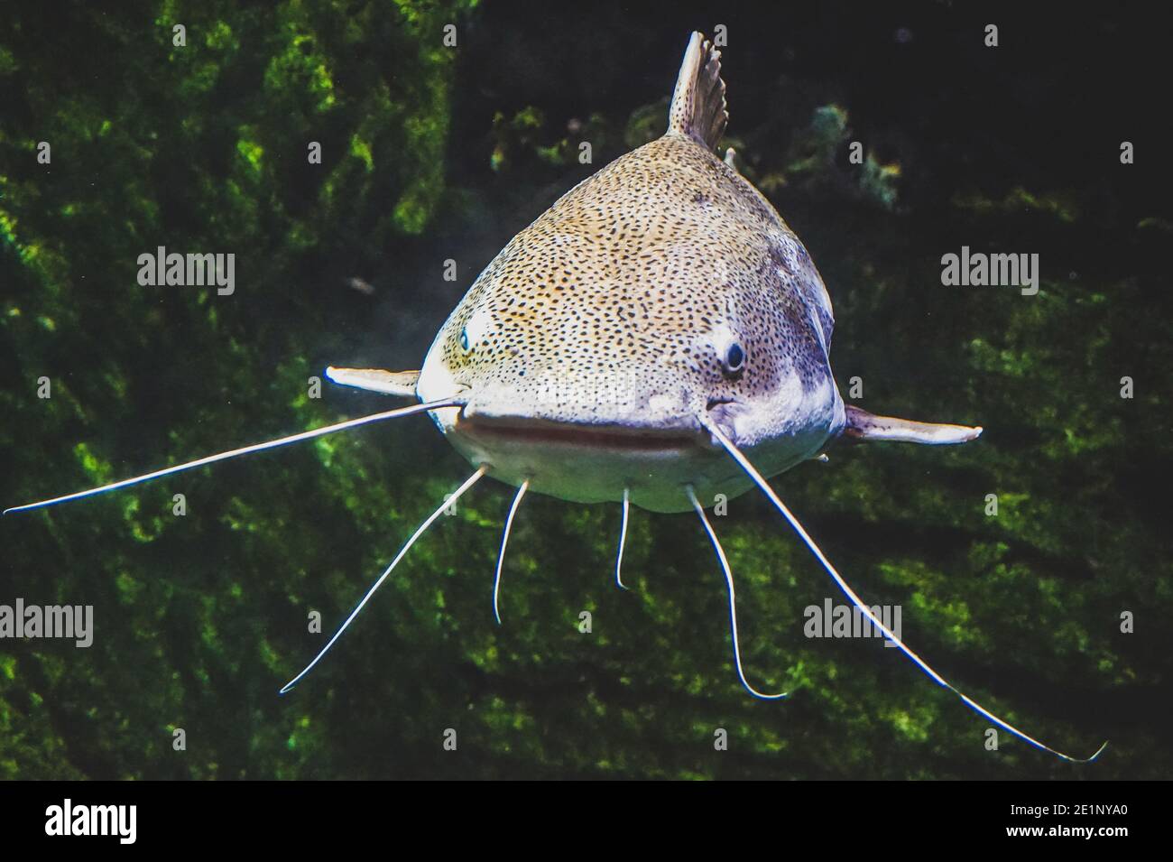 Catfish - full-length photograph - front view Stock Photo