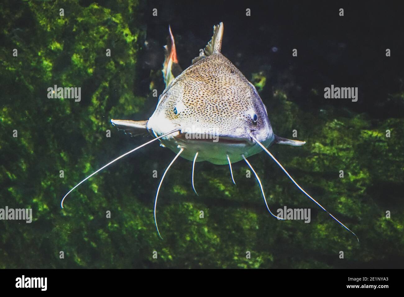 Catfish - full-length photograph - front view Stock Photo