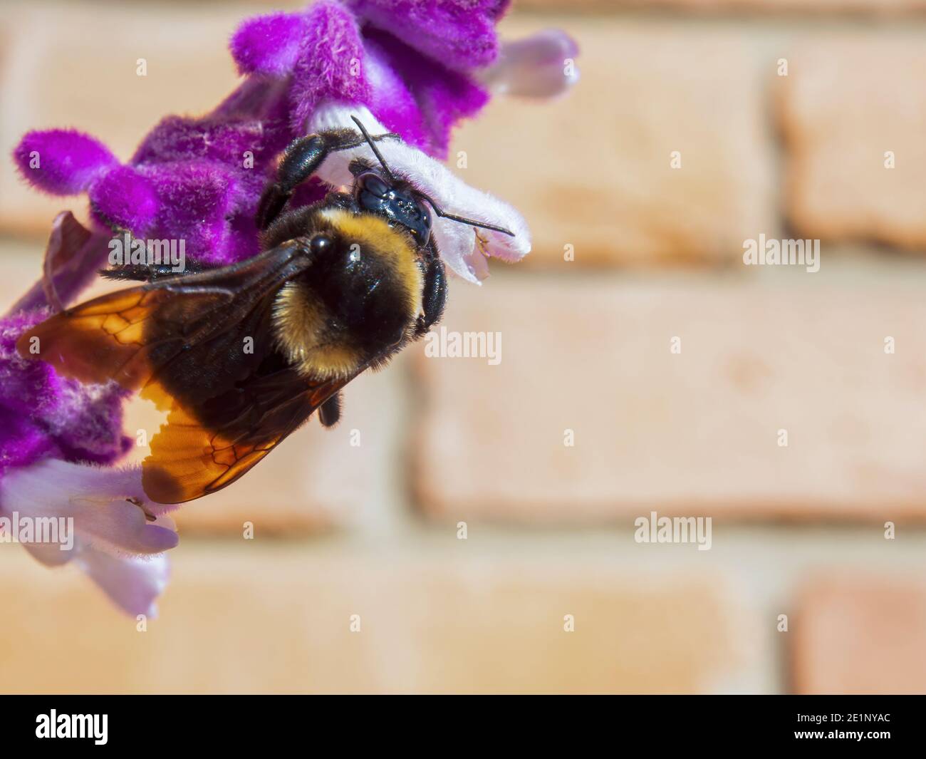 Macro photography of a bumblebee feeding on a lupine flower, in a garden near the colonial town of Villa de Leyva, in the central Andean mountains of Stock Photo