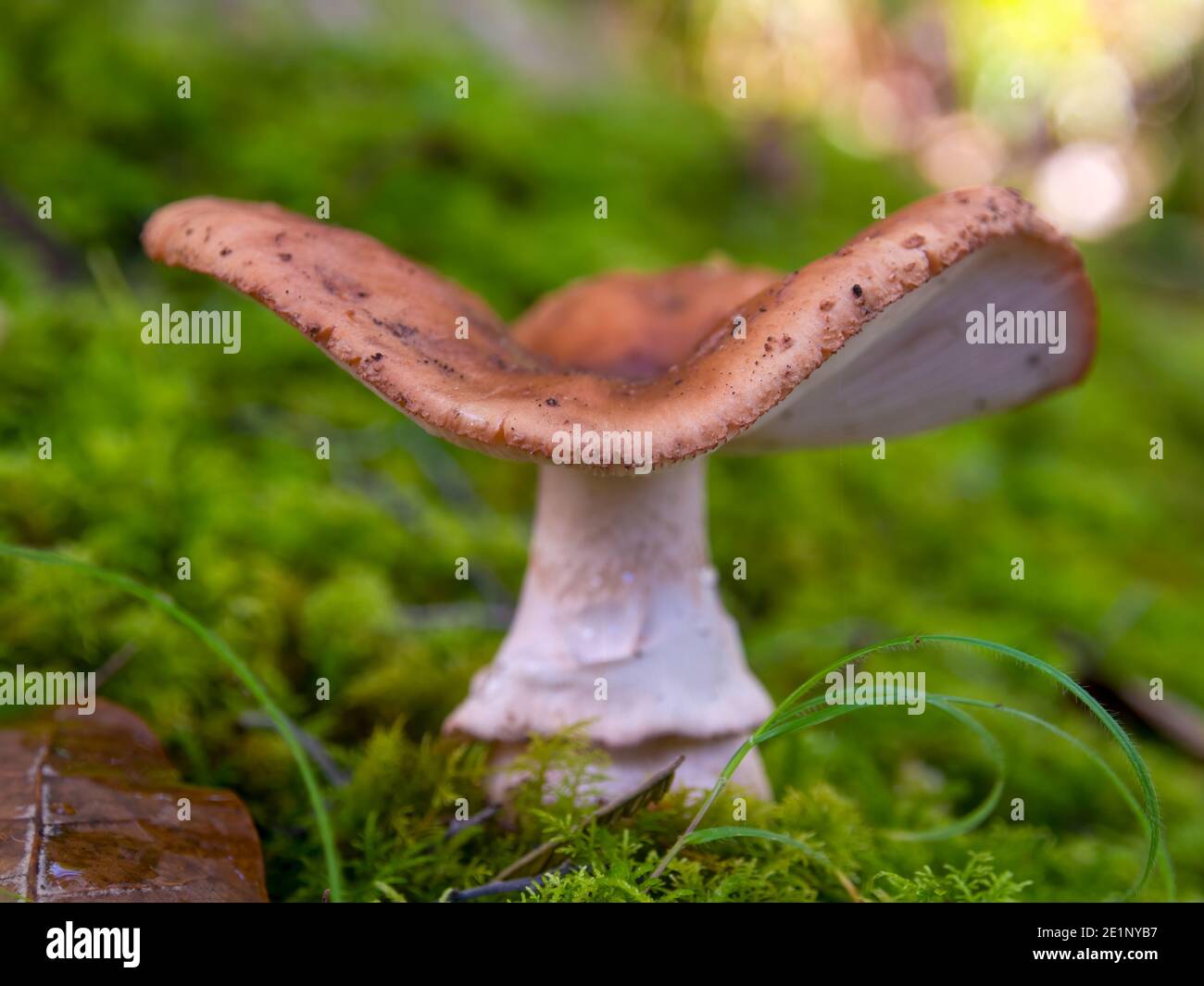 Macro photography of a candy cap mushroom growing on moss in an oak ...
