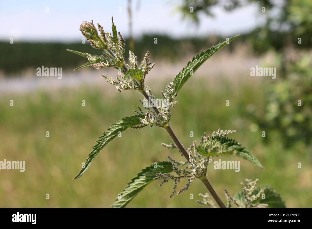 The nettle, a plant for many applications Stock Photo