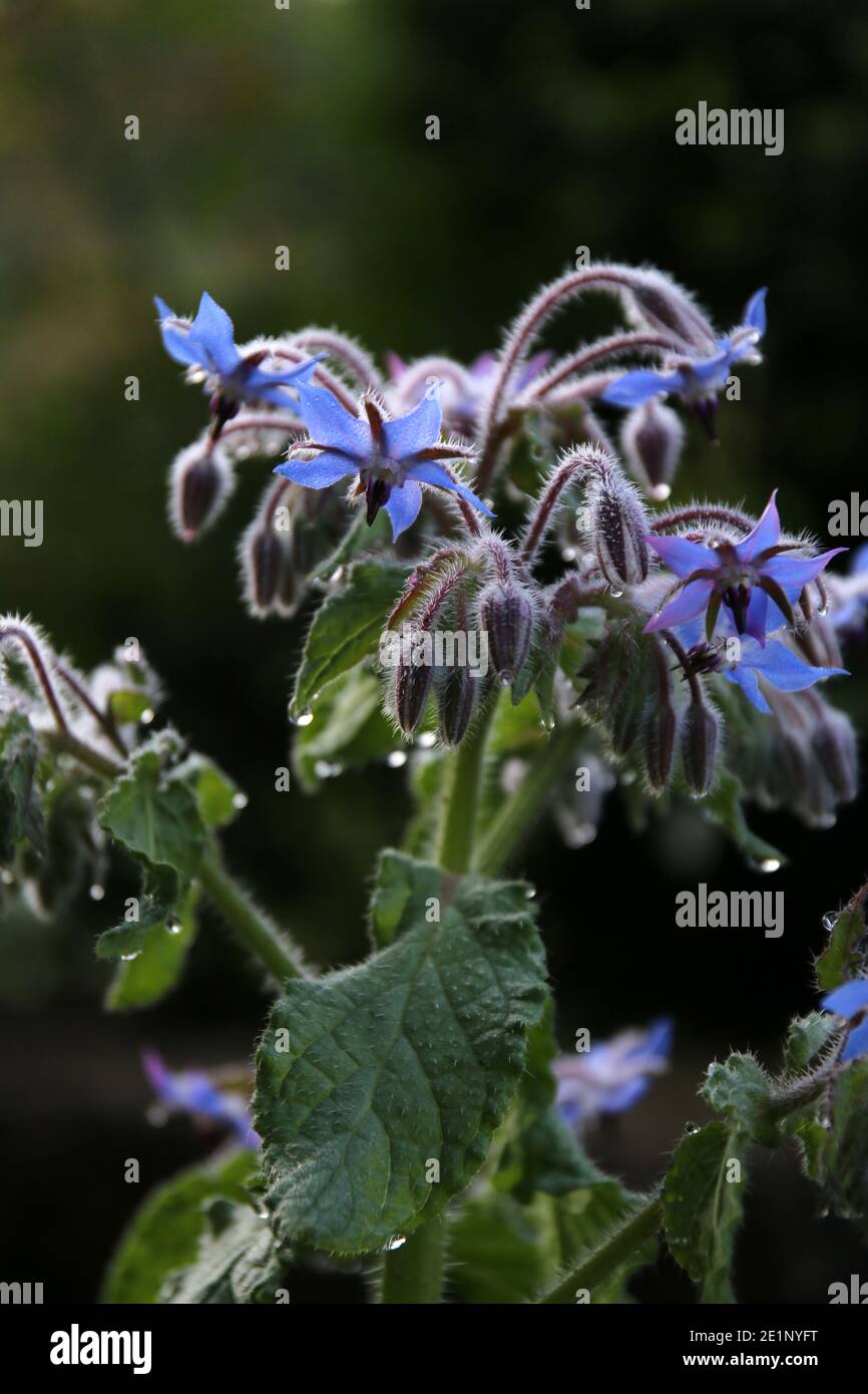 Substitute for salt: borage Stock Photo