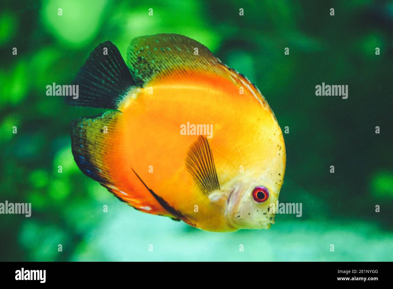 Orange discus fish - side view Stock Photo